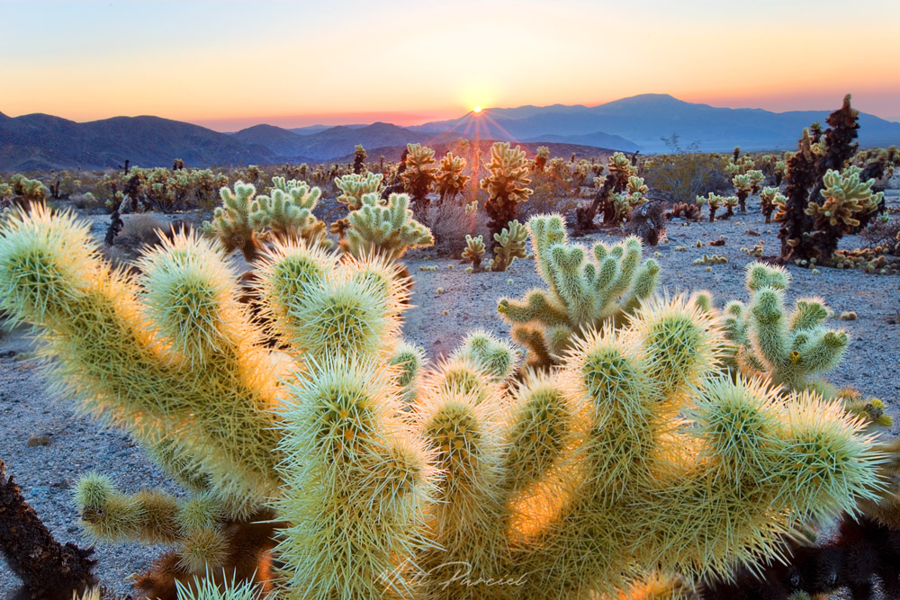 cholla cactus garden joshua tree