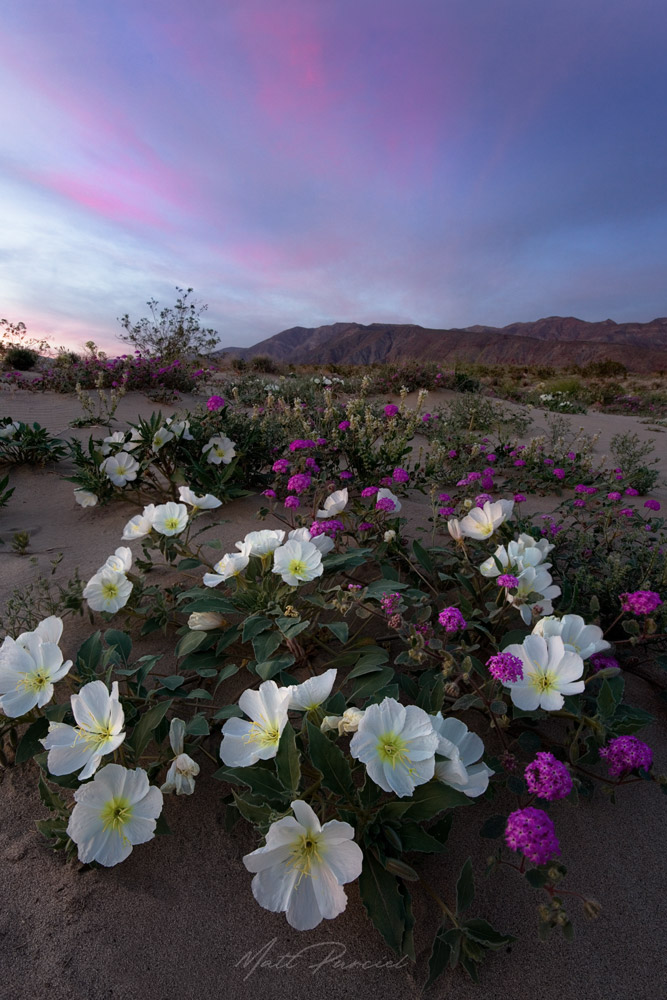 Anza Borrego Superbloom