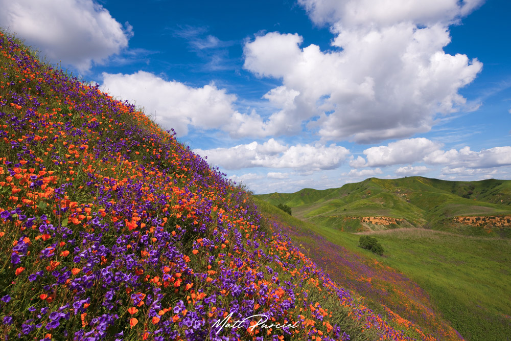 California's Superbloom