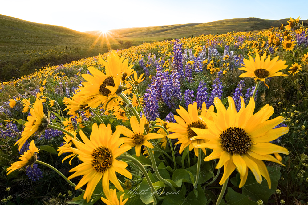 Columbia Hills Wildflowers