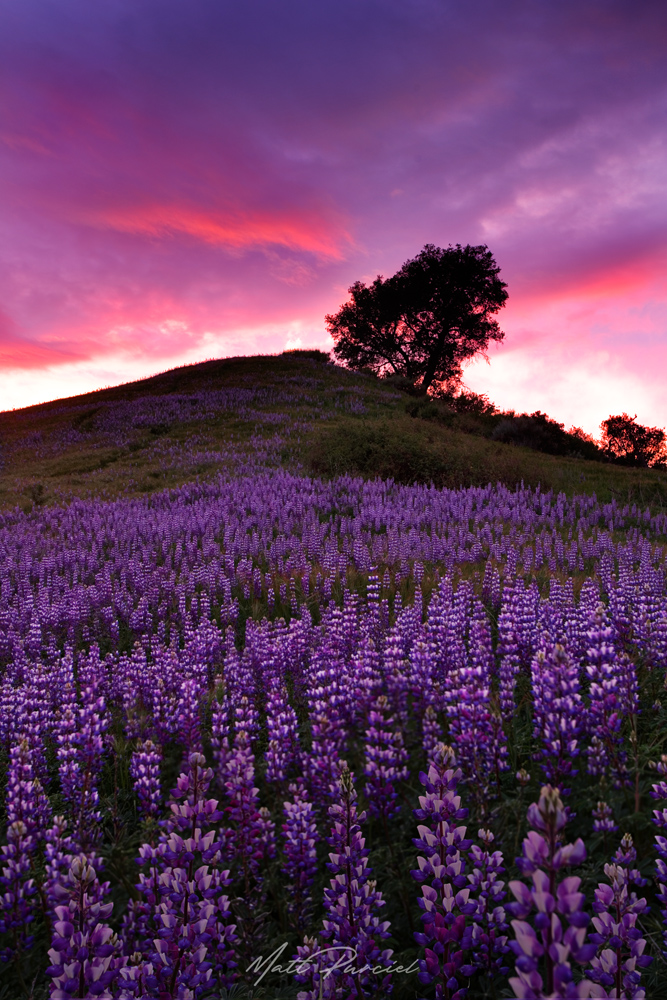 Lupine Sunset