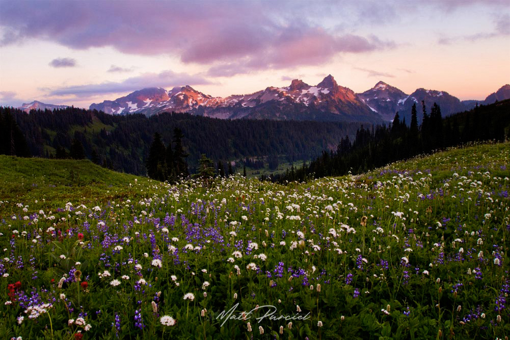 Mount Rainier Wildflowers