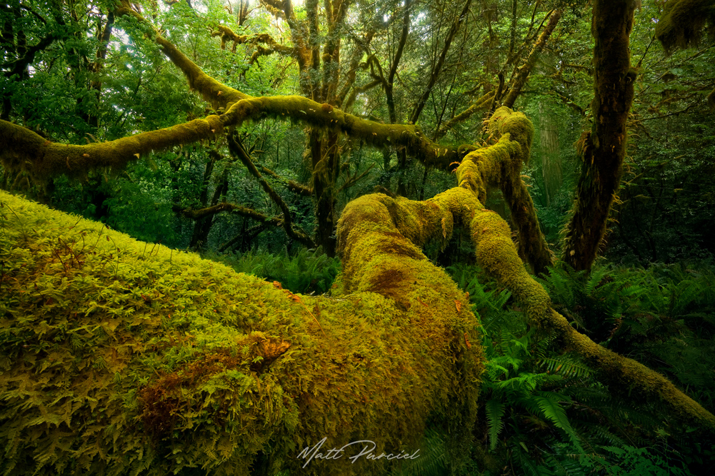 Old Growth Forest