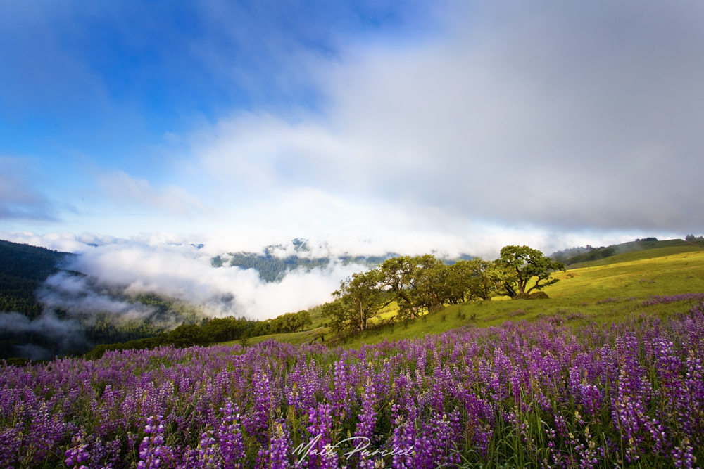 Redwood National Park Lupine