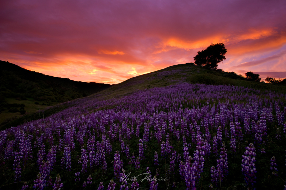 Southern California Wildflowers
