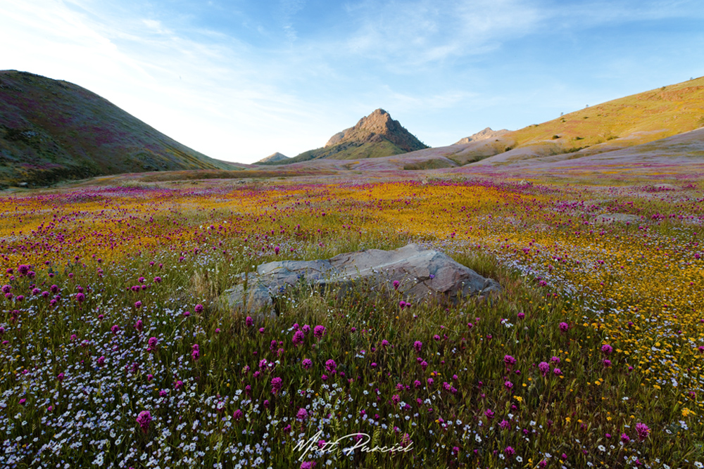 Spring Wildflowers of California