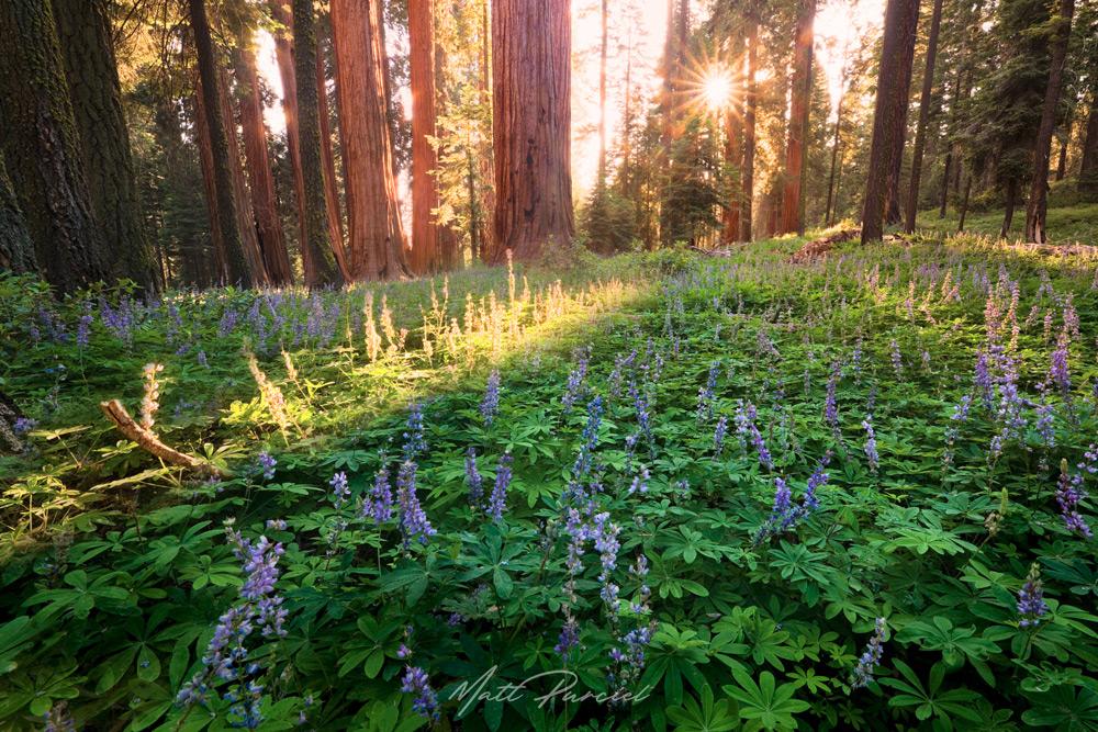 Wildflowers in Sequoia National Park