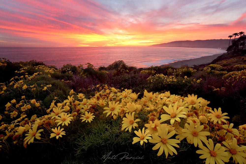 The Best View in Malibu � Dramatic sunset at Point Dume with blooming coreopsis wildflowers