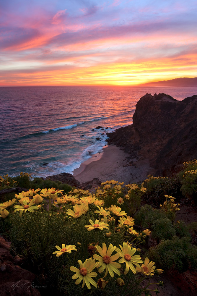 Malibu Sunset � Pastel colors with coreopsis foreground and whale sighting