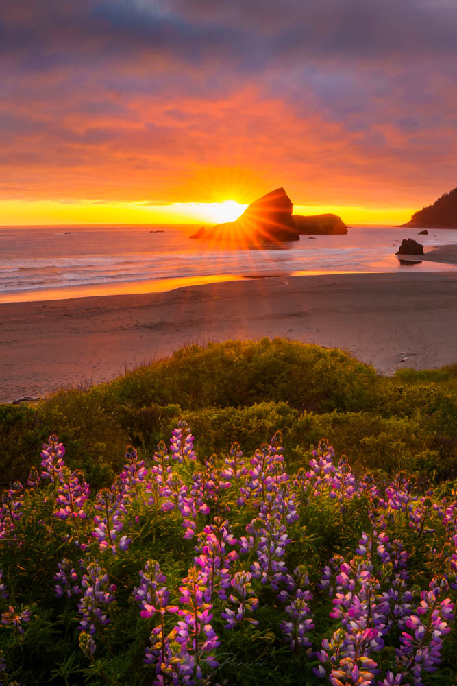 Oregon Coast Sunset � Dramatic sky paired with blooming lupine flowers at Pistol River